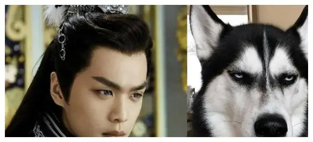 娱乐圈长得很像的明星_娱乐圈动物系明星排名_最迷人的猫系女神是谁